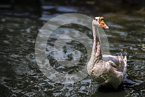 WHITE SWAN. Geese are large water birds of the genus Cygnus family Anatidae