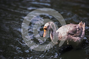 WHITE SWAN. Geese are large water birds of the genus Cygnus family Anatidae