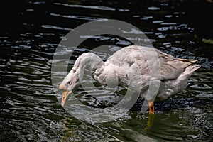 WHITE SWAN. Geese are large water birds of the genus Cygnus family Anatidae