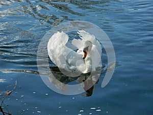 A White Swan gliding on the River Thames in Surrey