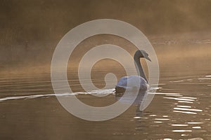 White swan in golden misty light