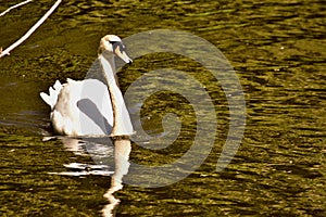 A white swan on golden pond