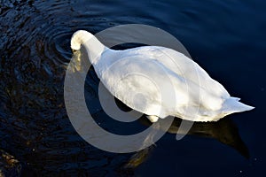 A white swan on golden pond