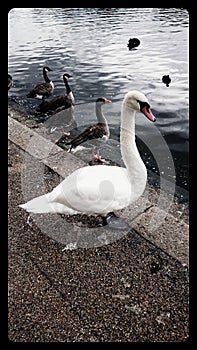 White swan and goose in the Hyde Park