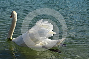 White swan with gorgeous feathers.