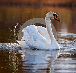 A white swan floating on the water surface.