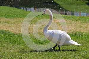 White Swan on Grass