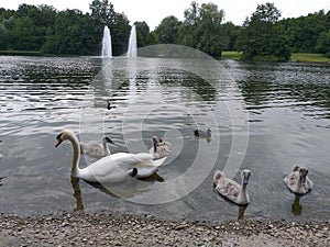 White swan and gray swans in a pond in a park