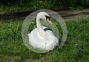 White swan on green grass