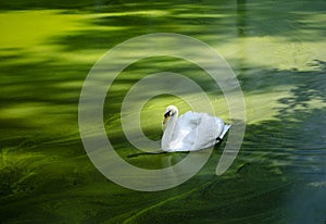 White swan on green water photo