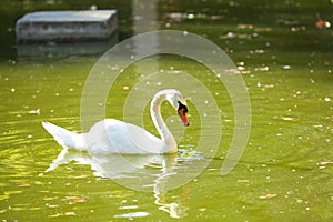 a white swan in the green water lake photo