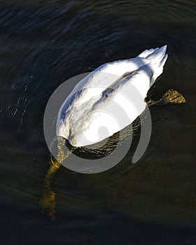 White swan with head under water floating on the black lake, fishing and looking for another food, close up of a birds head unde photo