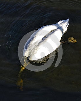 White swan with head under water floating on the black lake, fishing and looking for another food, close up of a birds head unde