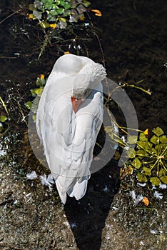 White swan is heating his beak on the beach of the Orestias lake