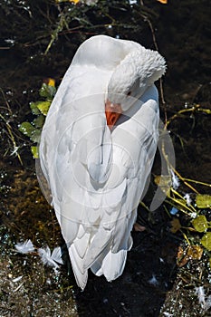 White swan is heating his beak on the beach of the Orestias lake