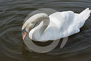 White Swan isolated. White swan on the lake