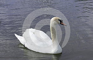 White Swan isolated. White swan on the lake