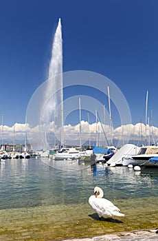 White swan and Jet d`eau in Geneva, Switzerland