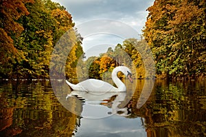 White swan on lake