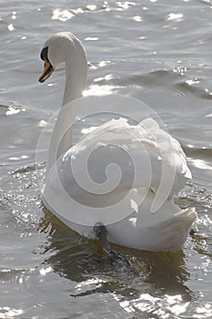 White Swan on Lake