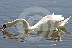 White swan on lake