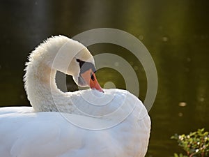 White swan at lake