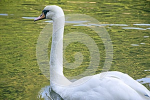 White swan on lake in Arberotum