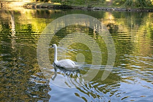 White swan on lake in Arberotum