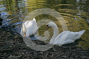 White swan on lake in Arberotum