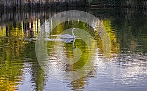 White swan on lake in Arberotum