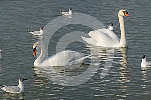 White swan in the lake with blue dark background