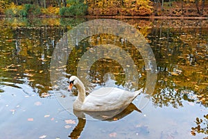 White swan on lake in colorful autumn forest
