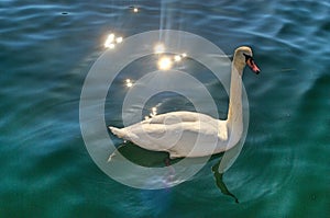 White swan in the lake in Copenhagen