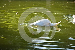 a white swan in the lake dips its head under the green water photo