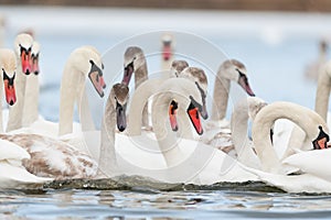 White swan on lake photo