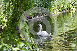 A white swan in the lake in green park