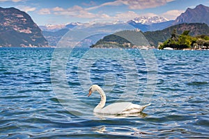 White swan on Lake Iseo