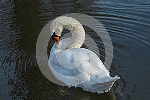 White swan