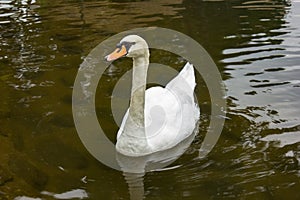 White swan in the lake. Morning lights.