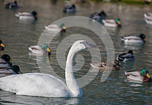 White swan in Lake Ontario, ducks, beaks, shorebirds