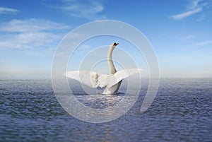 White swan on the lake photo