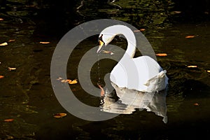 White swan in a lake, Rajecke teplice, Slovakia