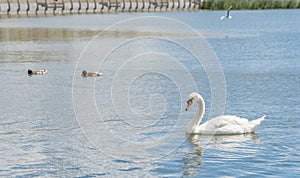The White Swan on lake, side view, summer Kazan, Tatarstan, Kaban Lake