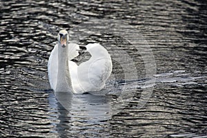 White swan in the lake in sunny day