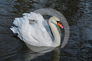 White swan