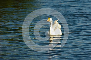 White swan in lake water