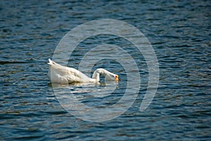 White swan in lake water