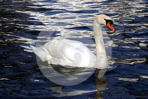 White swan on lake water