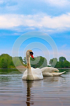 White Swan on lake water in sunset day