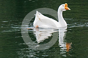 White Swan on lake water in sunset day, Swans on pond, nature series. Beautiful White Swan swimming in a lake